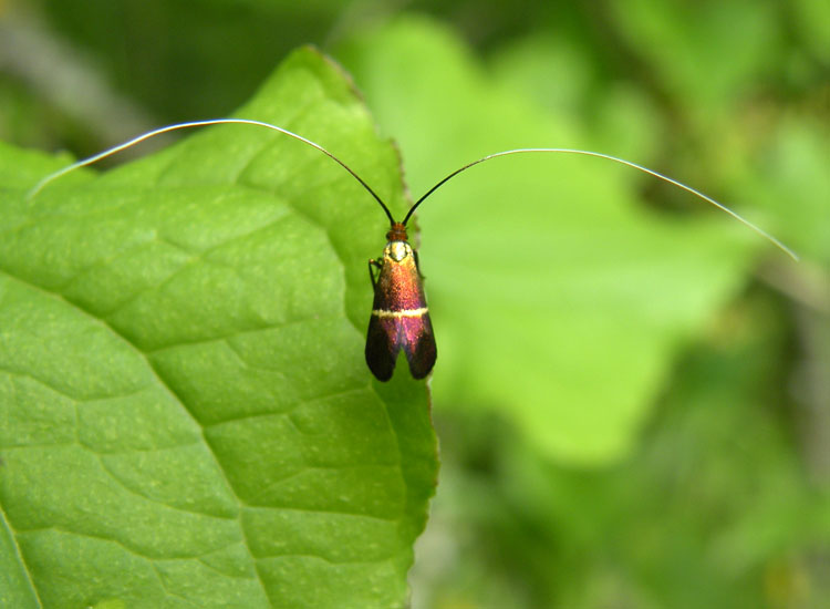 Adelidae: Adela croesella ?